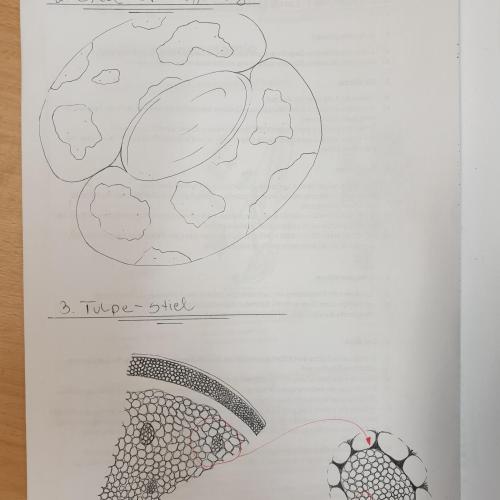 Gemeiner Efeu (Hedera helix) - Blattepidermis & Tulpe (Tulipa sp.) - Spross Querschnitt(c) Gregor