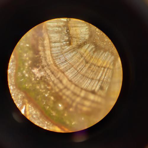 Gemeine Fichte (Picea abies) - Spross verholzt Querschnitt (c) Liv