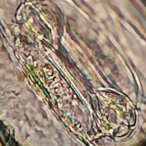 Gewöhnliches Knäuelgras (Dactylis glomerata) - Spaltöffnung Gramineen-Typ (c) Patrik