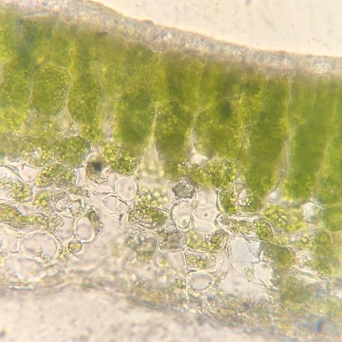 Gemeiner Efeu (Hedera helix) - Blatt Querschnitt (c) Patrik