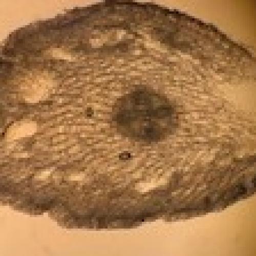Gemeiner Flieder (Syringia vulgaris) - Spross Querschnitt (c) Elena