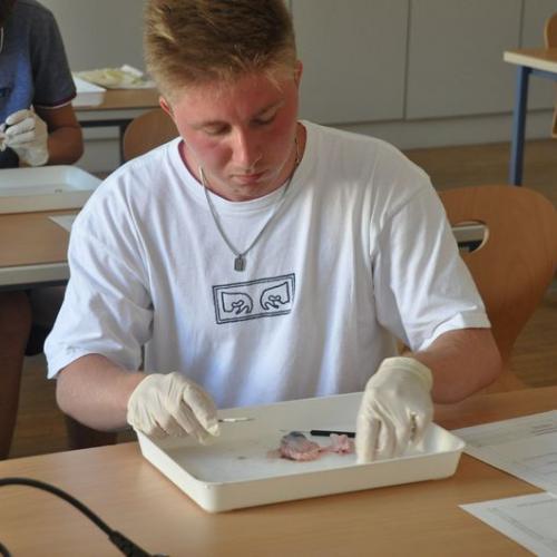 Die SchülerInnen zeigen Ihre Fertigkeiten