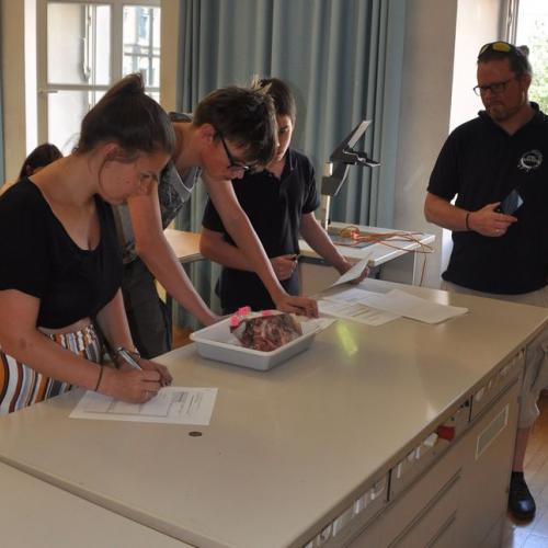 Bauteile des Gehirns erkennen - der ARGE Leiter Biologie AHS Vorarlberg als aufmerksamer Beobachter