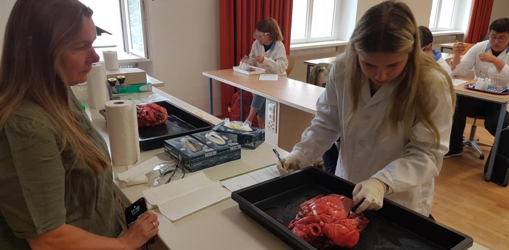 Man musste Strukturen am geöffneten Rinderherz erkennen.