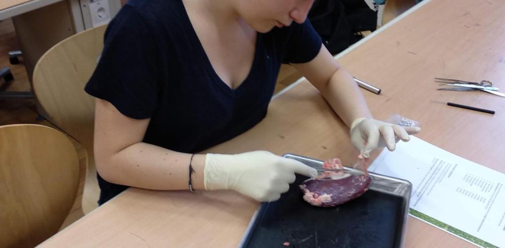 Eine Kandidatin beim Sezieren der Schweineniere.